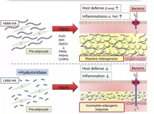 น้ำยาฉีดสลายไขมัน Lemon Bottle สำหรับเผาผลาญไขมัน